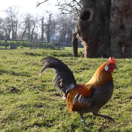 Ferienhaus Domaine Des Pieris - Et Grandcamp-Maisy