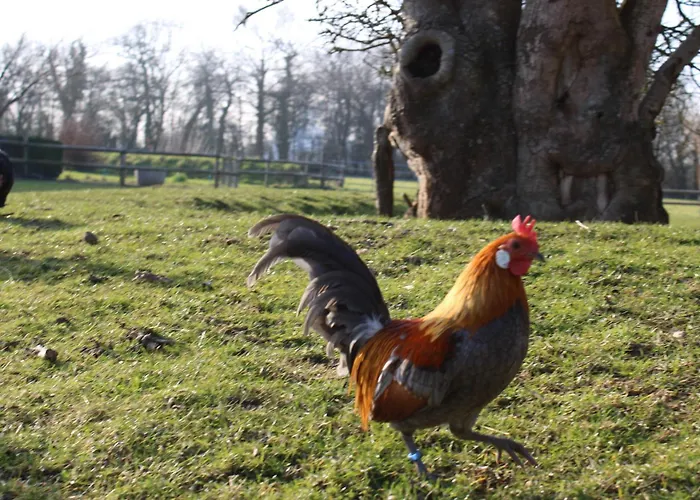 Holiday home Domaine Des Pieris - Et Grandcamp-Maisy